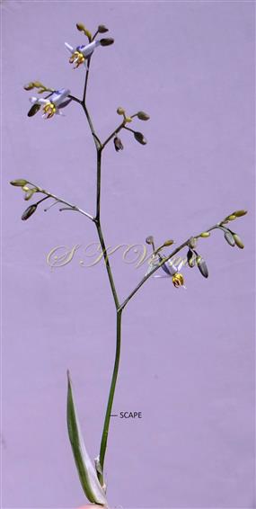  Inflorescence (Panicle)